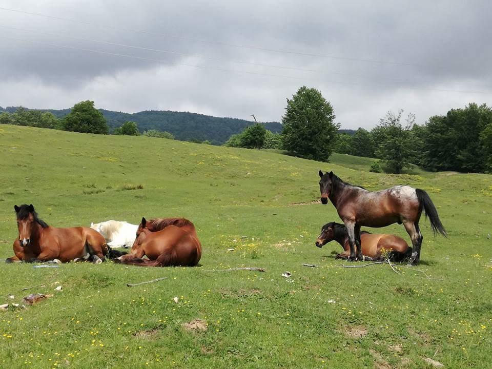 Casa Din Piatra Otel Poiana  Dış mekan fotoğraf